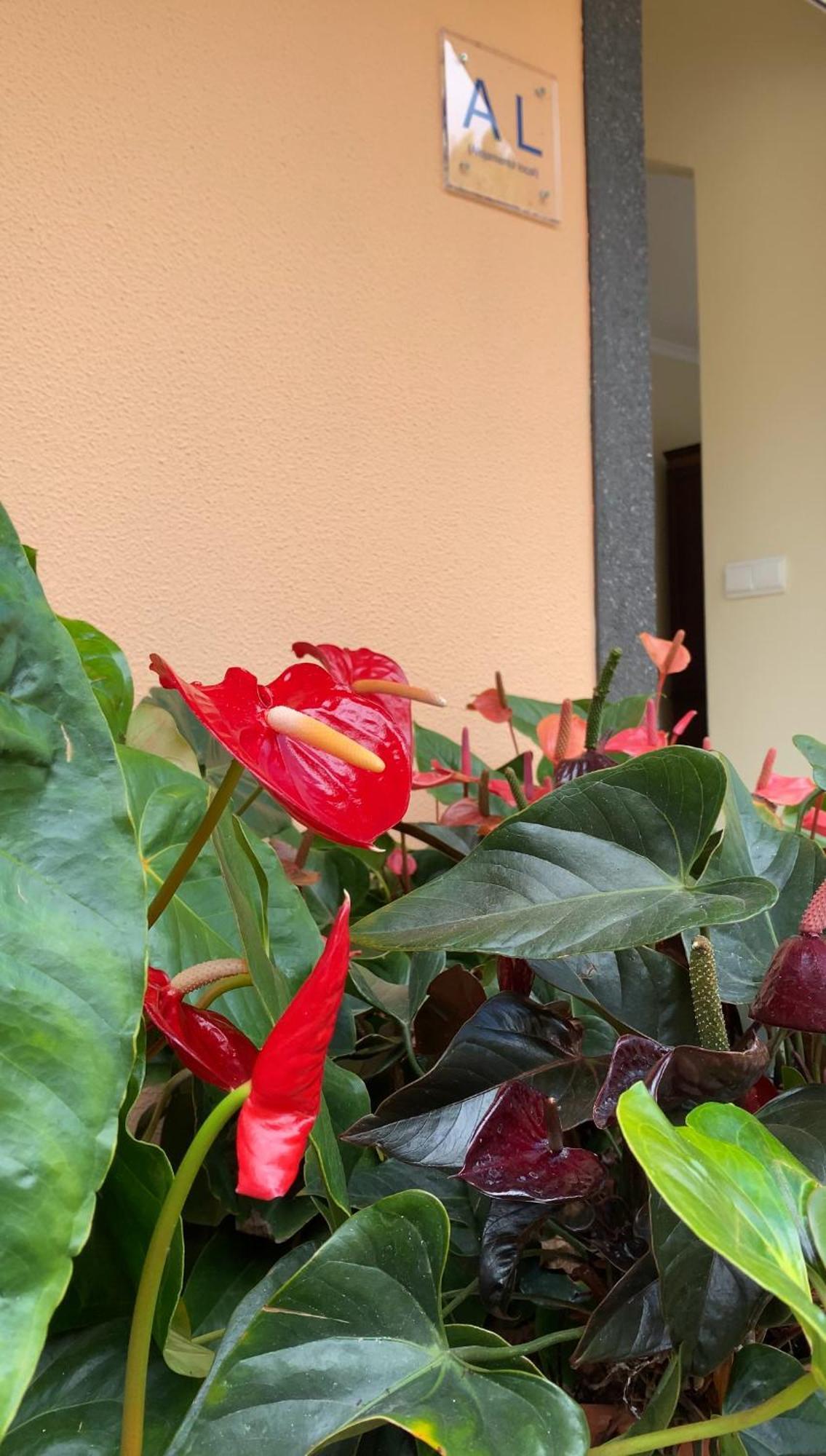 Pana House Apartament Calheta (Madeira)