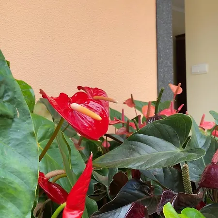 Apartament Pana House Calheta  Zewnętrze zdjęcie